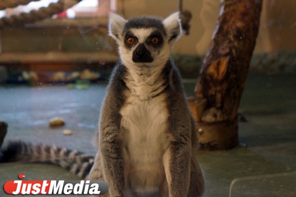 Реалити-шоу с лемурами, сурикатами, трубкозубами и шимпанзе: в Екатеринбургском зоопарке запущено интернет-вещание - Фото 1