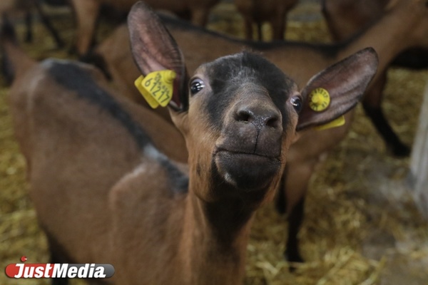 «На одного французского козла - 25 козочек». JustMedia побывал на екатеринбургской ферме. ФОТО. ВИДЕО - Фото 1