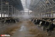 Дмитрий Потибенко, Михайловский молокозавод №1: «Способ ограничить цены на молочную продукцию один – растить сырьевую базу»