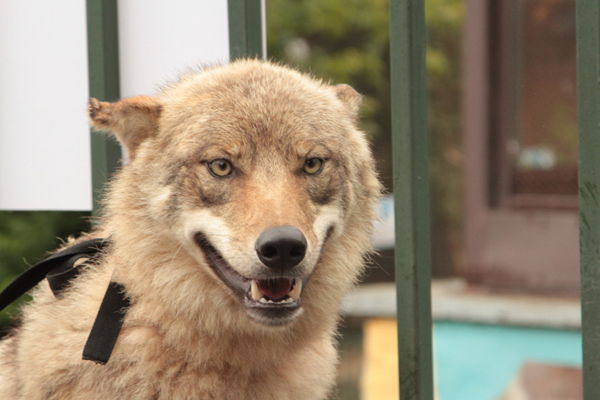 Ядовитая ящерица или обыкновенная волчица? В Екатеринбургском зоопарке выбирают «Зоомисc-2016» - Фото 3