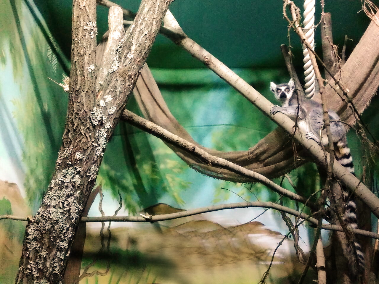 Лемуры из Екатеринбургского зоопарка переехали на остров Мадагаскар - Фото 2
