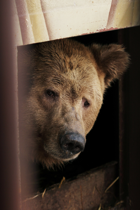 Звери в зоопарке стали выходить из зимней спячки. Выхода медведя из берлоги ждут уже завтра. ФОТО - Фото 4