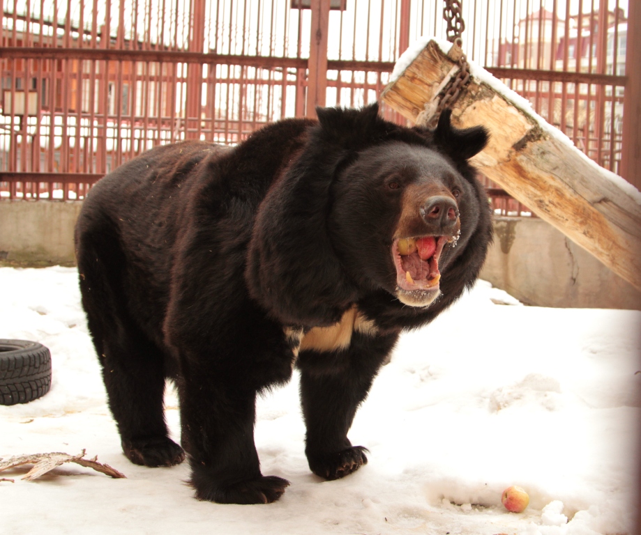 Весна пришла! В Екатеринбургском зоопарке проснулись медведи - Фото 3