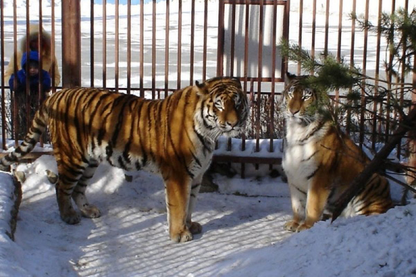 В Екатеринбургском зоопарке выберут лучшую пару питомцев - Фото 3