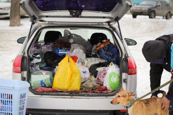 Жители Екатеринбурга будут выгуливать бездомных собак - Фото 2