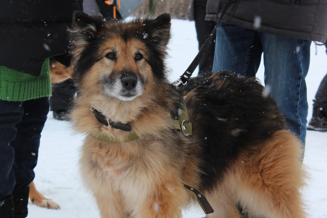 Жители Екатеринбурга будут выгуливать бездомных собак - Фото 3