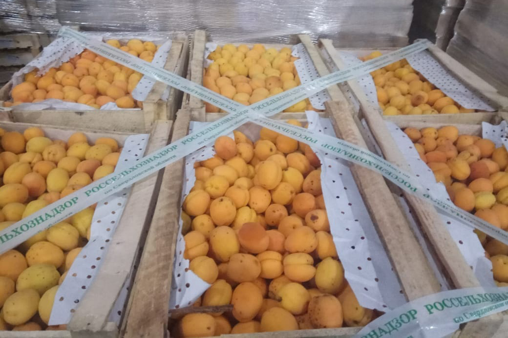 Свердловский Россельхознадзор уничтожил 8 тонн абрикосов - Фото 2