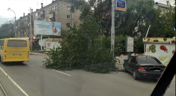 Тополя объявили войну транспорту! На Уралмаше дерево повредило четыре машины, на Сортировке — остановило трамваи  - Фото 2