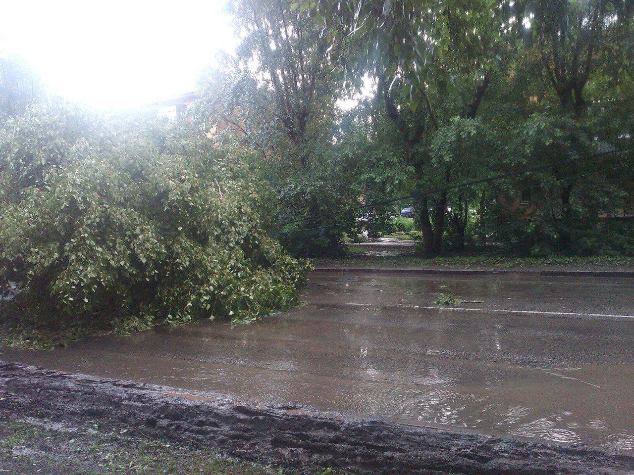 Езда с преградами. Дороги и тротуары Екатеринбурга завалило деревьями. ФОТО - Фото 7