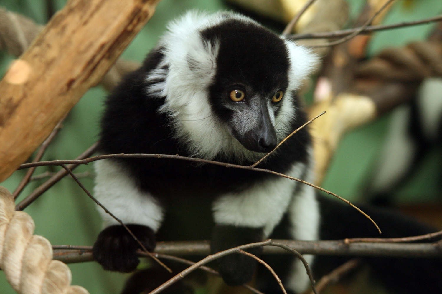 Лемуры из Екатеринбургского зоопарка переехали на остров Мадагаскар - Фото 3