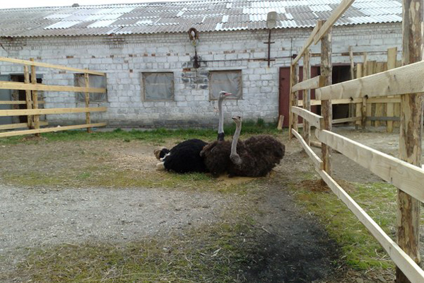 В Каменске-Уральском открыли «страусиный тур» - Фото 2