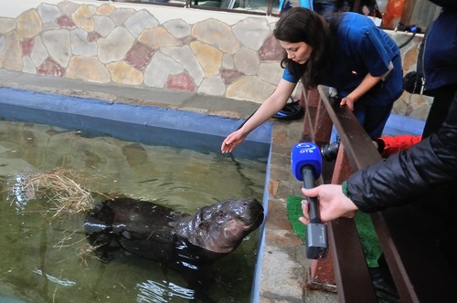 В Екатеринбургском зоопарке открылся вольер карликового бегемота - Фото 3