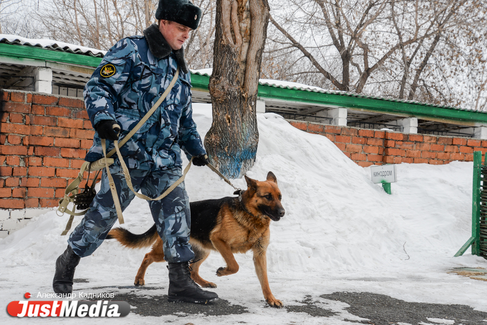 JustMedia.ru побывал в ИК-10, где увидел, как работают пушистые сотрудники ГУФСИН - Фото 2