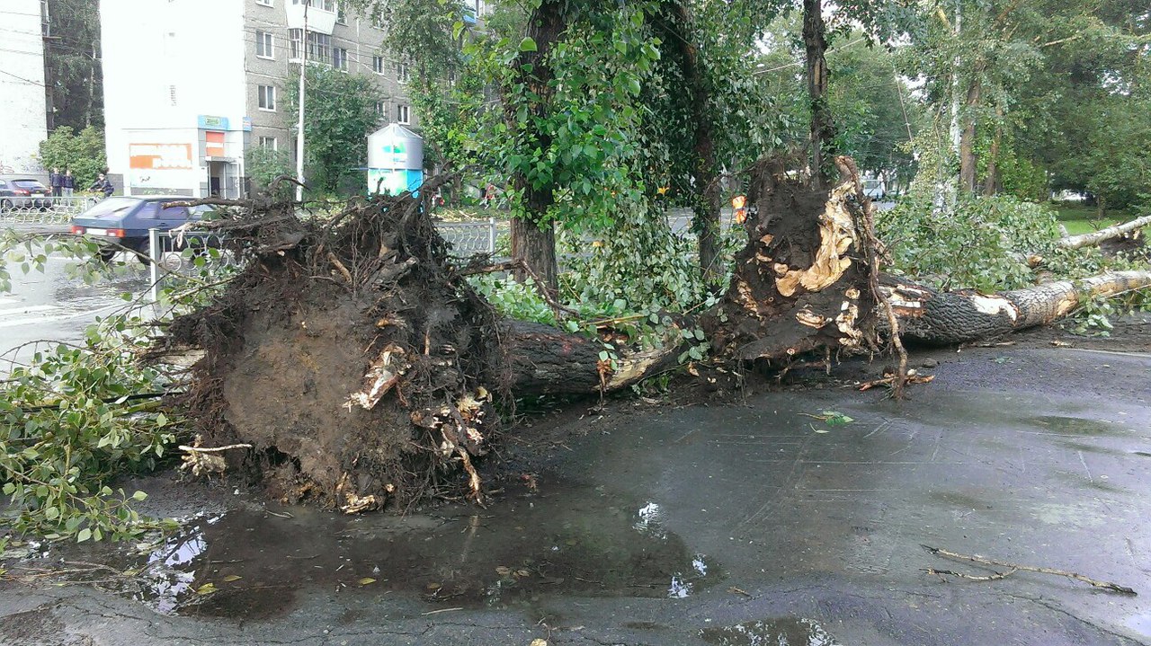 Езда с преградами. Дороги и тротуары Екатеринбурга завалило деревьями. ФОТО - Фото 4