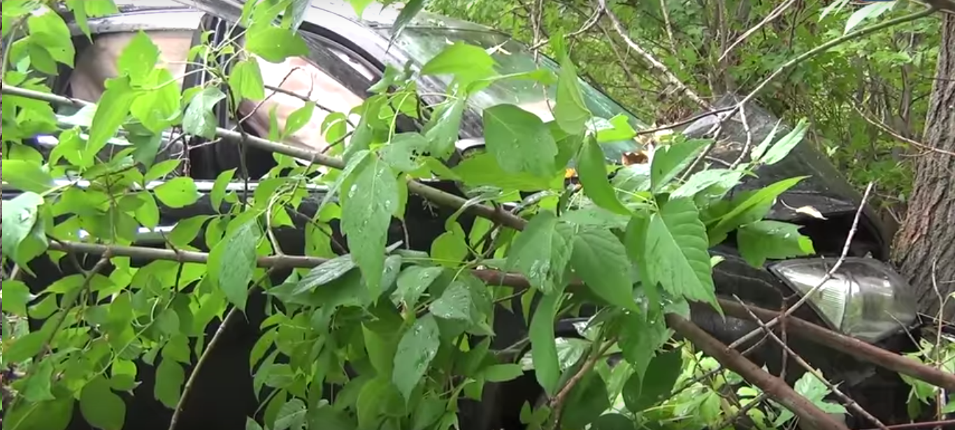 В Красноуфимске водитель, зажатый деревом в собственном автомобиле, два часа ждал помощи  - Фото 2