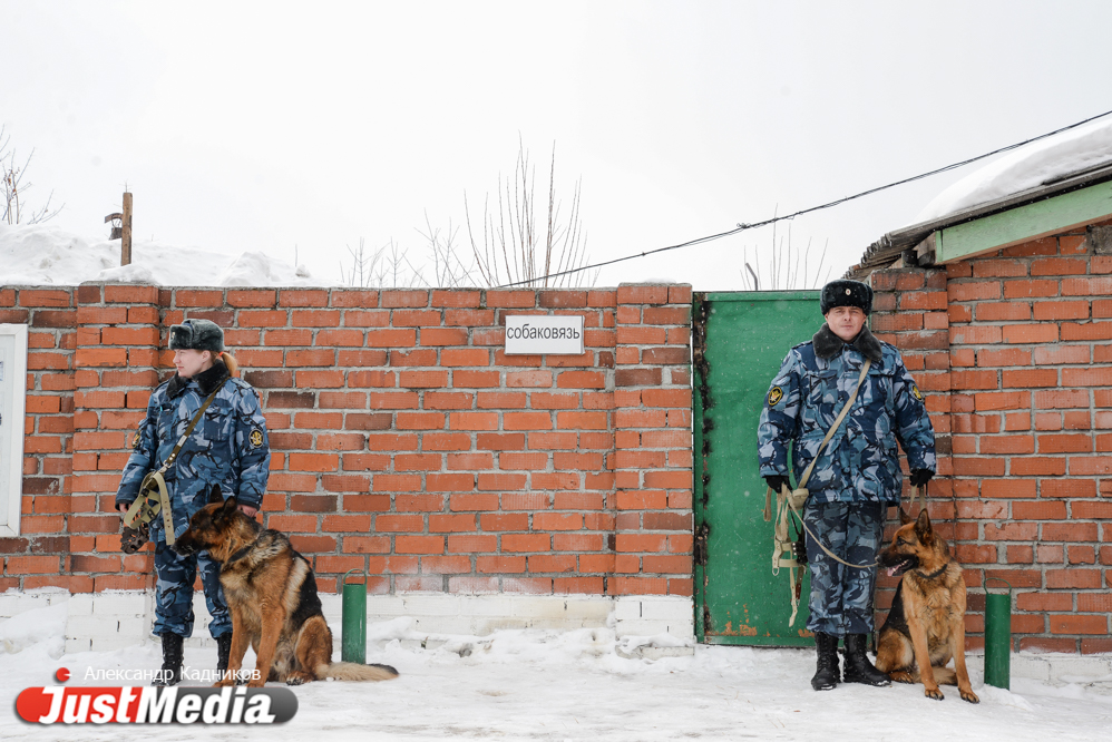 JustMedia.ru побывал в ИК-10, где увидел, как работают пушистые сотрудники ГУФСИН - Фото 3