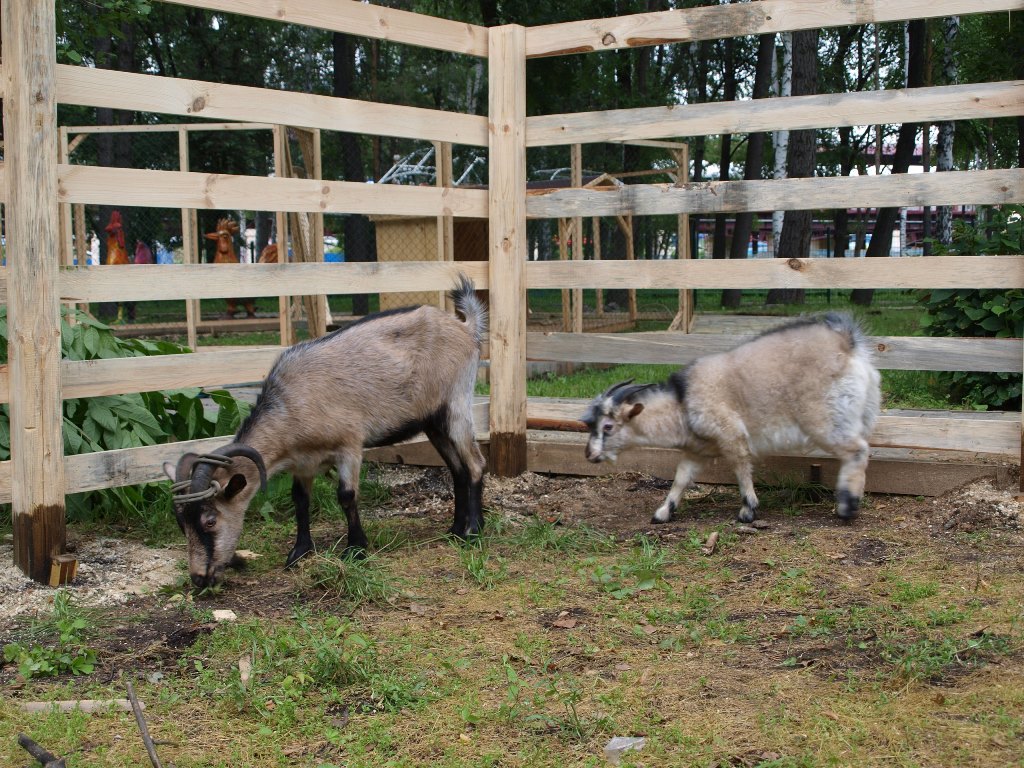 В ЦПКиО поселились козы и кролики. В конце августа здесь откроется зооуголок. ФОТО - Фото 2