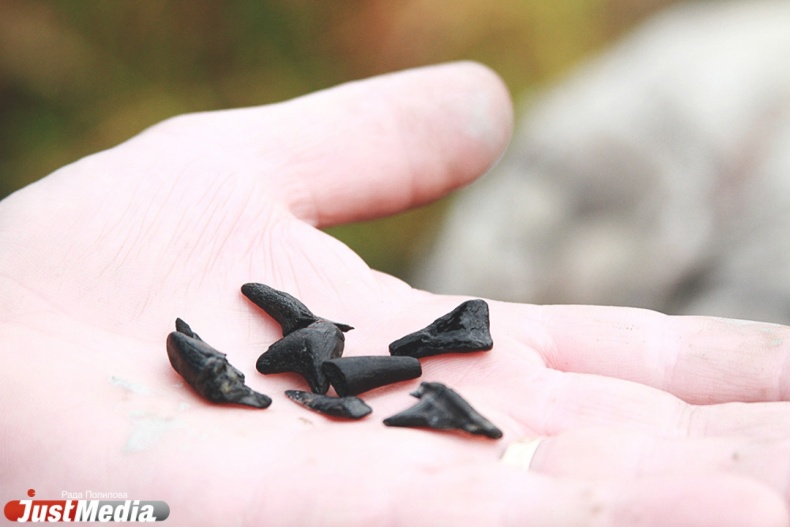 Журналист JustMedia.Ru нашел зубы акулы, жившей на Урале 60 миллионов лет назад - Фото 2