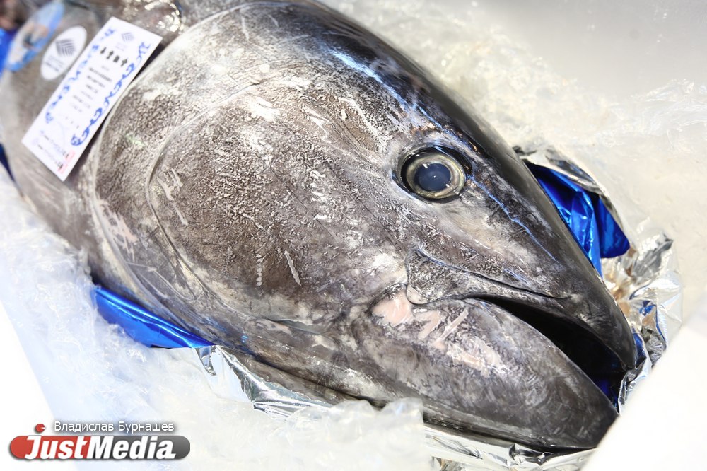 «Это лучшая часть промышленной выставки». Посетители ИННОПРОМа съели тунца весом 73 кг, искуственно выращенного в Японии. ФОТО - Фото 3