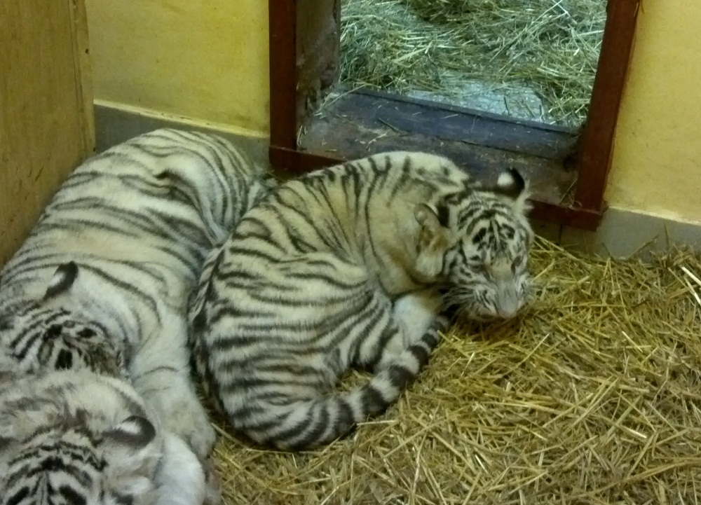 Тигрят из екатеринбургского зоопарка приучают к самостоятельности. ВИДЕО - Фото 2