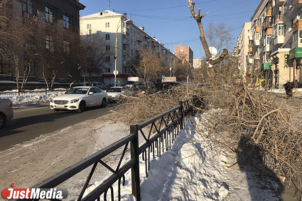 В центре Екатеринбурга уже три дня никто не убирает рухнувшее на дорогу дерево - Фото 2