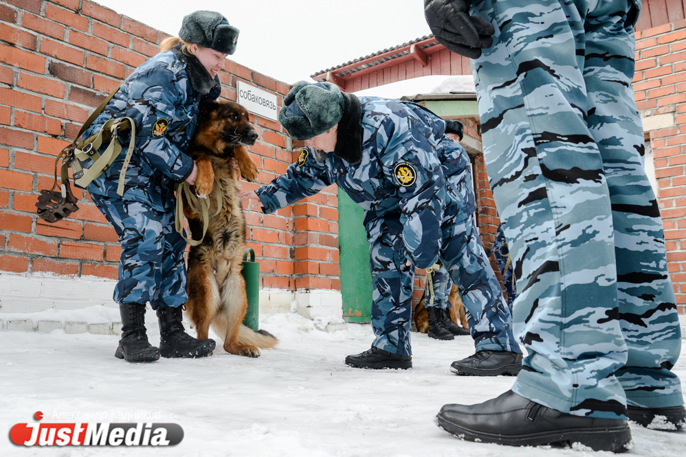 JustMedia.ru побывал в ИК-10, где увидел, как работают пушистые сотрудники ГУФСИН - Фото 4