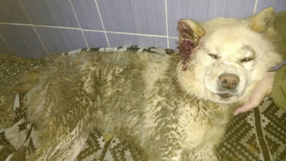 В Екатеринбурге разыскивают хозяев собаки, которую сбил КамАЗ на ЖБИ - Фото 2