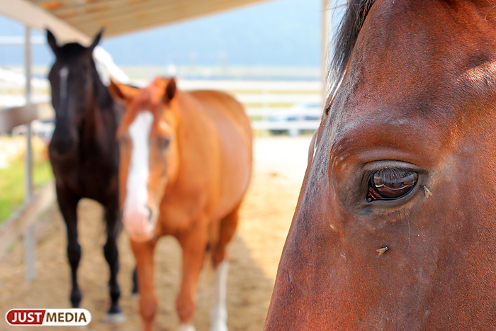 «А мне врач прописал иппотерапию…». VIP-ы верят в лечебную силу уральских лошадок и влюбляются в конный спорт - Фото 8