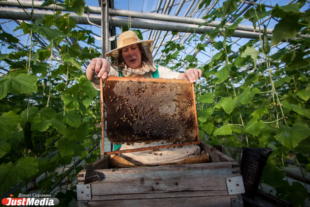 На огуречных плантациях под Екатеринбургом трудятся десятки тысяч пчел, сидящих на сахаре - Фото 6