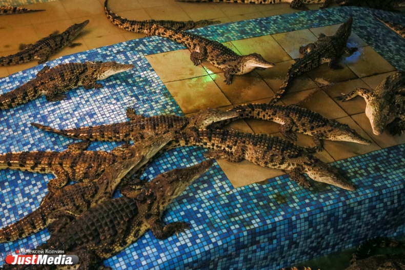 В Екатеринбурге живет около сотни змей, которые могут пробраться в любую квартиру через канализацию - Фото 6