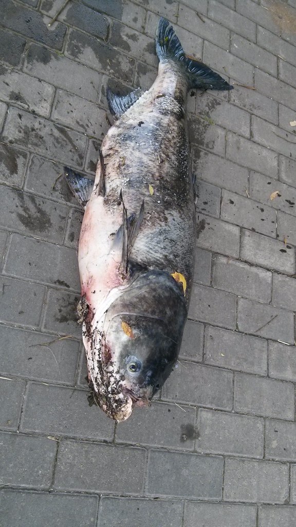 Жители Екатеринбурга поймали в Исети в центре Екатеринбурга гигантскую рыбу. ФОТО - Фото 2
