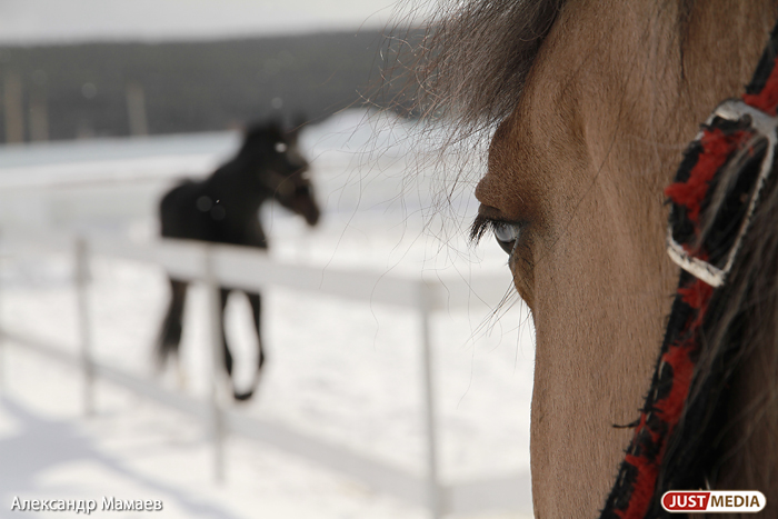 «А мне врач прописал иппотерапию…». VIP-ы верят в лечебную силу уральских лошадок и влюбляются в конный спорт - Фото 2