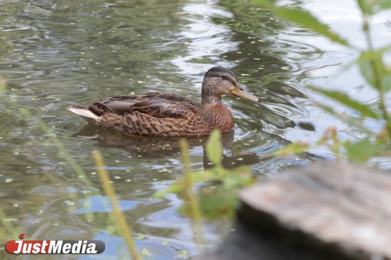 После дождя утки заполонили пруд в Дендропарке. ФОТО  - Фото 4