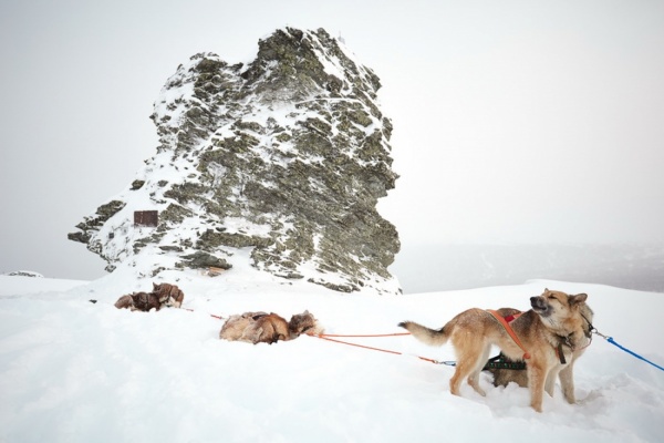 Уральские экстремалы покорили перевал Дятлова на собачьих упряжках - Фото 6