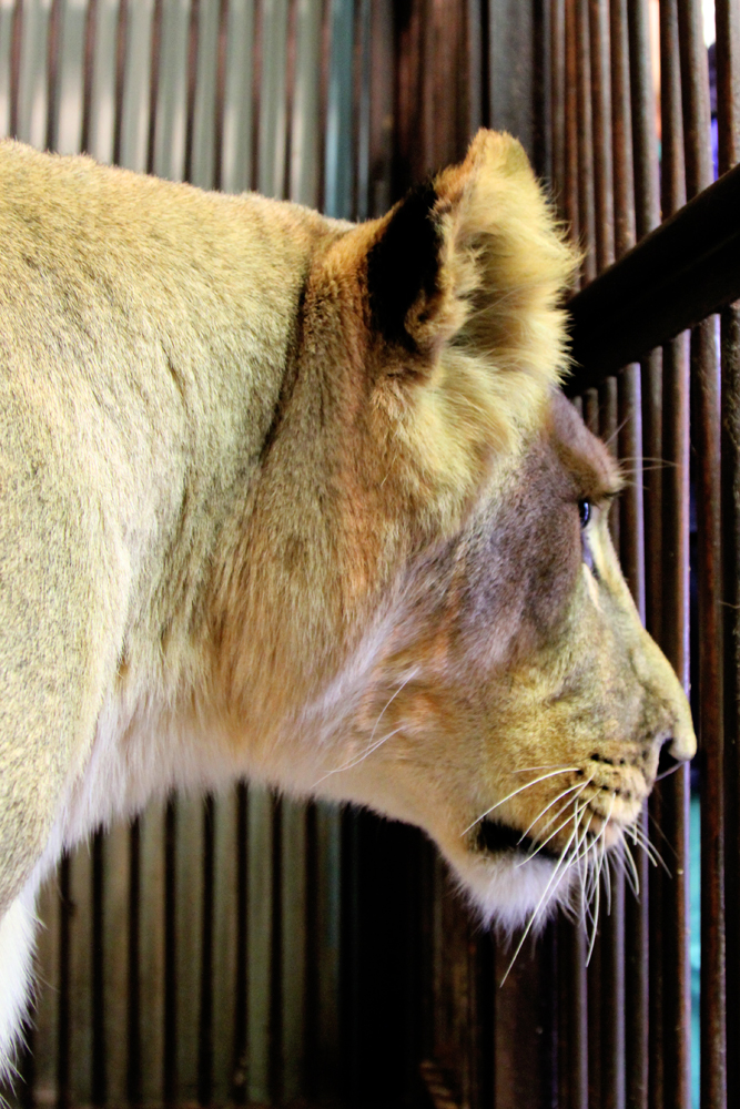 В Екатеринбургском зоопарке выбирают имя для новой подружки льва Эрни - Фото 3