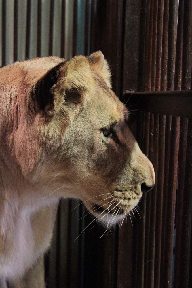 В Екатеринбургском зоопарке выбирают имя для новой подружки льва Эрни - Фото 2