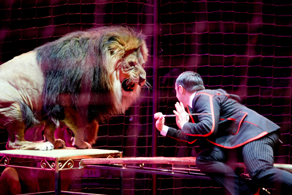 В Екатеринбургский цирк приезжают африканские львы - Фото 2