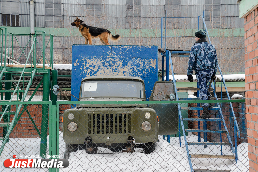 JustMedia.ru побывал в ИК-10, где увидел, как работают пушистые сотрудники ГУФСИН - Фото 8