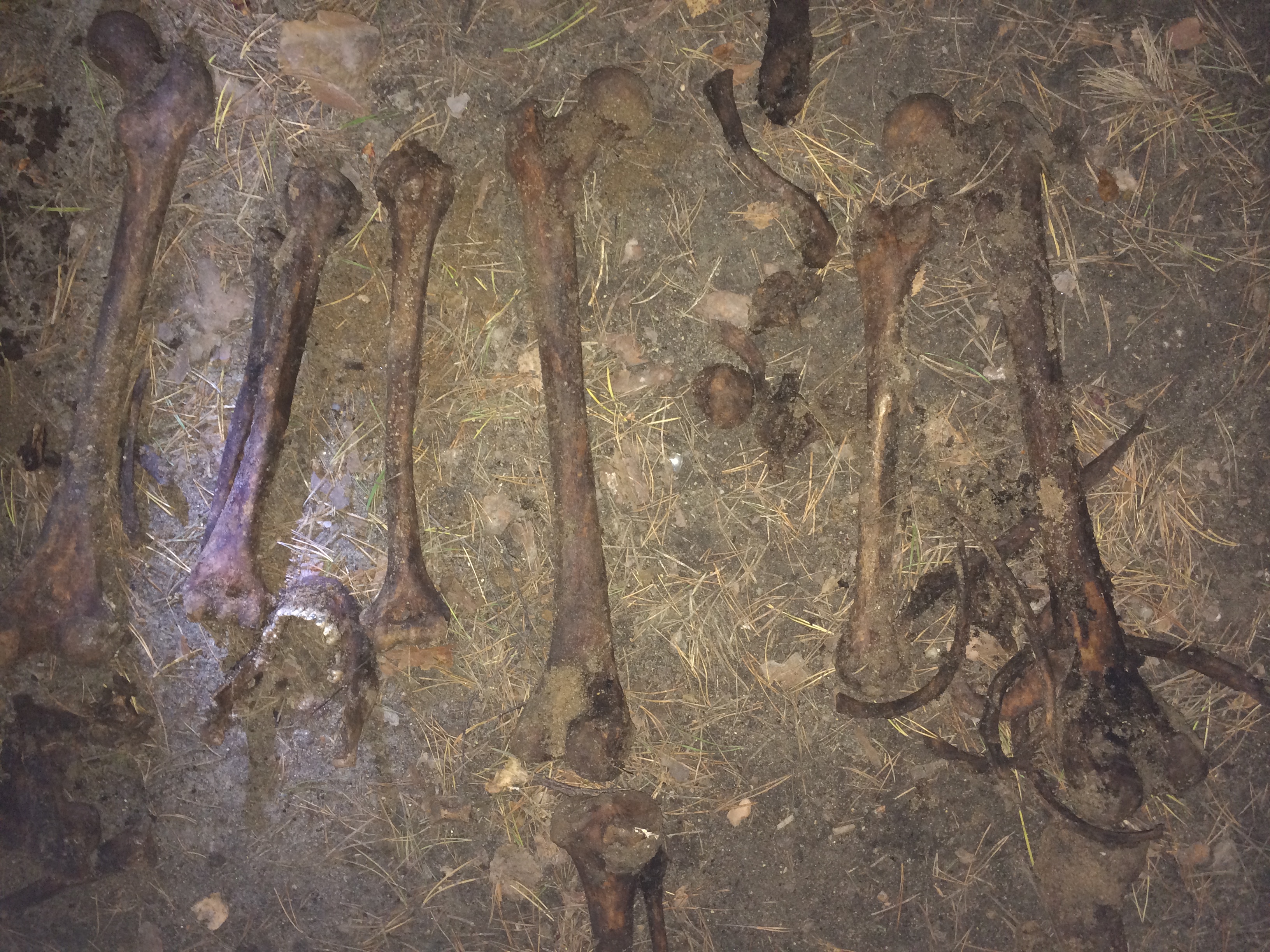 Эхо 1990-х. В лесопарке на Уралмаше обнаружены скелетированные трупы с огнестрельными ранениями - Фото 2