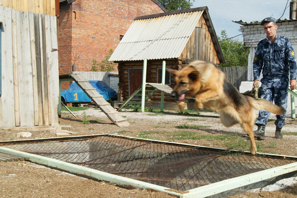 В ГУФСИН для служебных собак открыли «курсы» по распознаванию запахов наркотиков - Фото 2