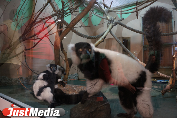 Реалити-шоу с лемурами, сурикатами, трубкозубами и шимпанзе: в Екатеринбургском зоопарке запущено интернет-вещание - Фото 2