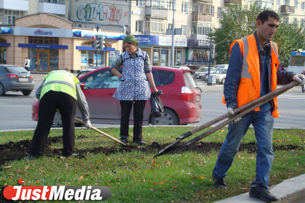 В Екатеринбурге начали высаживать «озимые» тюльпаны - Фото 4