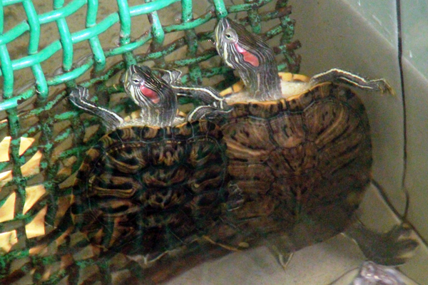 Осужденным ИК-2 подарили красноухих черепах - Фото 2