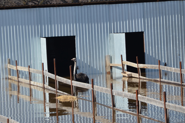 Спасатели эвакуировали из зоны затопления в Ирбите 11 страусов - Фото 5