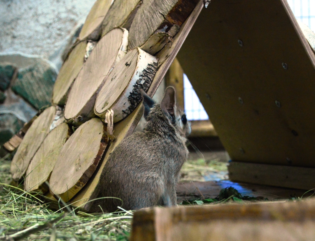 Патагонские зайцы из Екатеринбургского зоопарка впервые принесли потомство - Фото 2