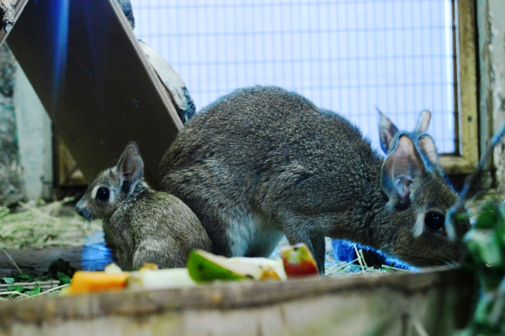 Патагонские зайцы из Екатеринбургского зоопарка впервые принесли потомство - Фото 3
