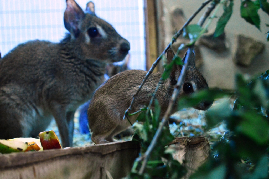 Патагонские зайцы из Екатеринбургского зоопарка впервые принесли потомство - Фото 4