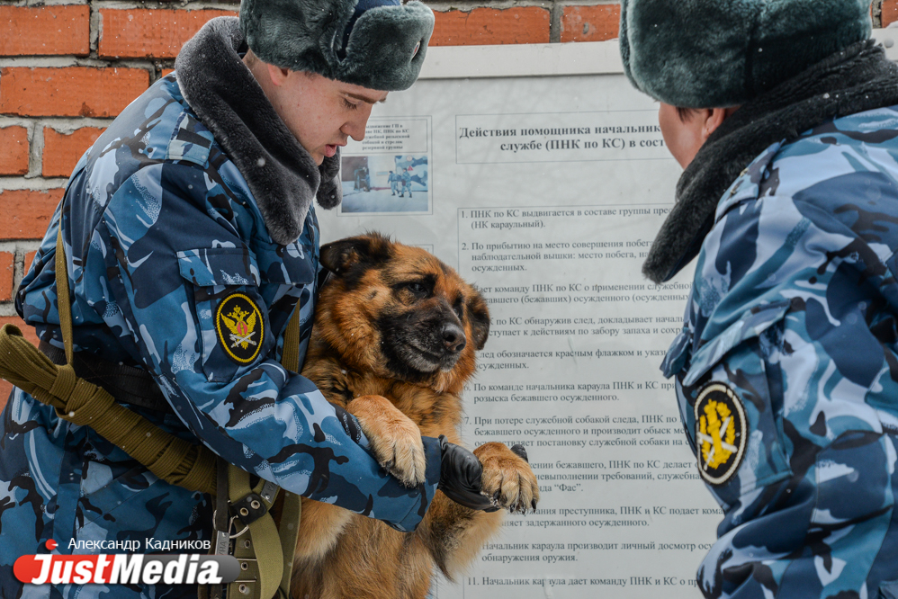 JustMedia.ru побывал в ИК-10, где увидел, как работают пушистые сотрудники ГУФСИН - Фото 5