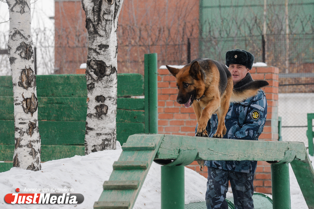 JustMedia.ru побывал в ИК-10, где увидел, как работают пушистые сотрудники ГУФСИН - Фото 14