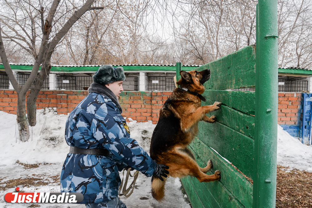 JustMedia.ru побывал в ИК-10, где увидел, как работают пушистые сотрудники ГУФСИН - Фото 7